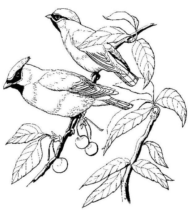 طرح خام گلدوزی دو پرنده و شاخه میوه