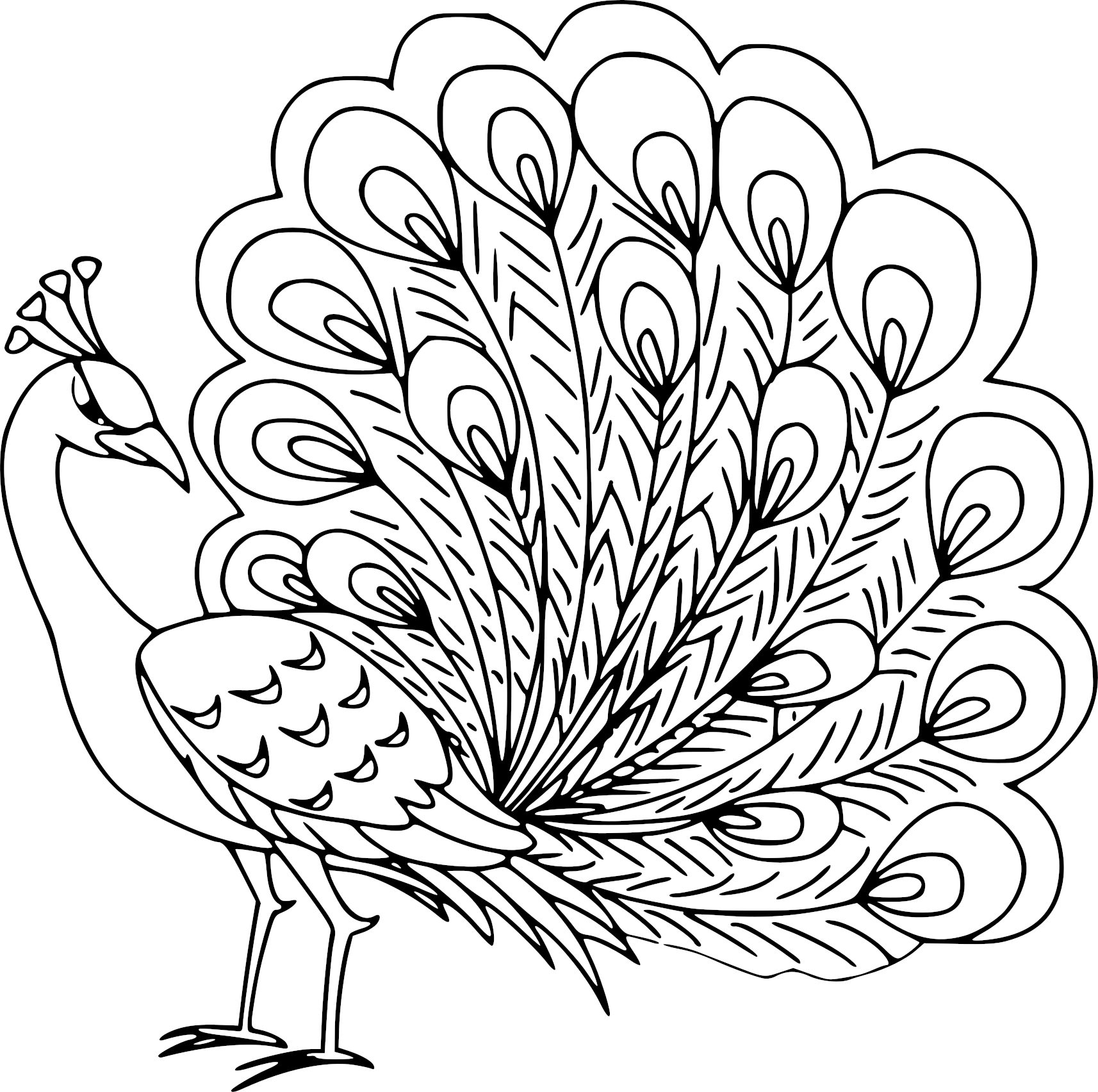 طرح خام گلدوزی پرنده طاووس