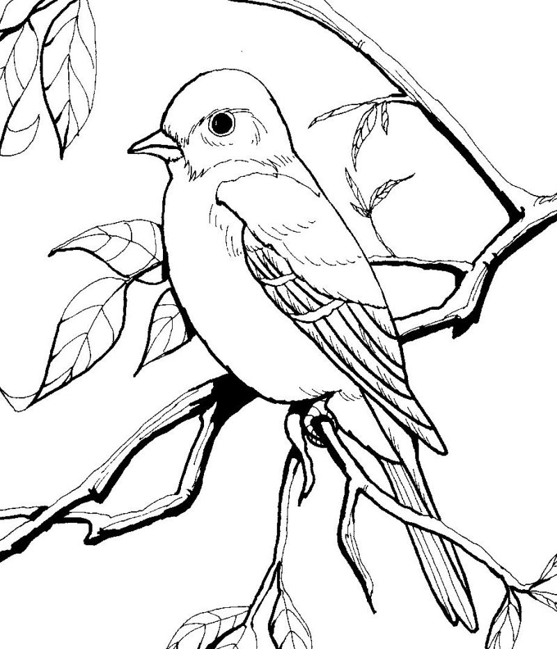 طرح خام گلدوزی پرنده روی شاخه درخت