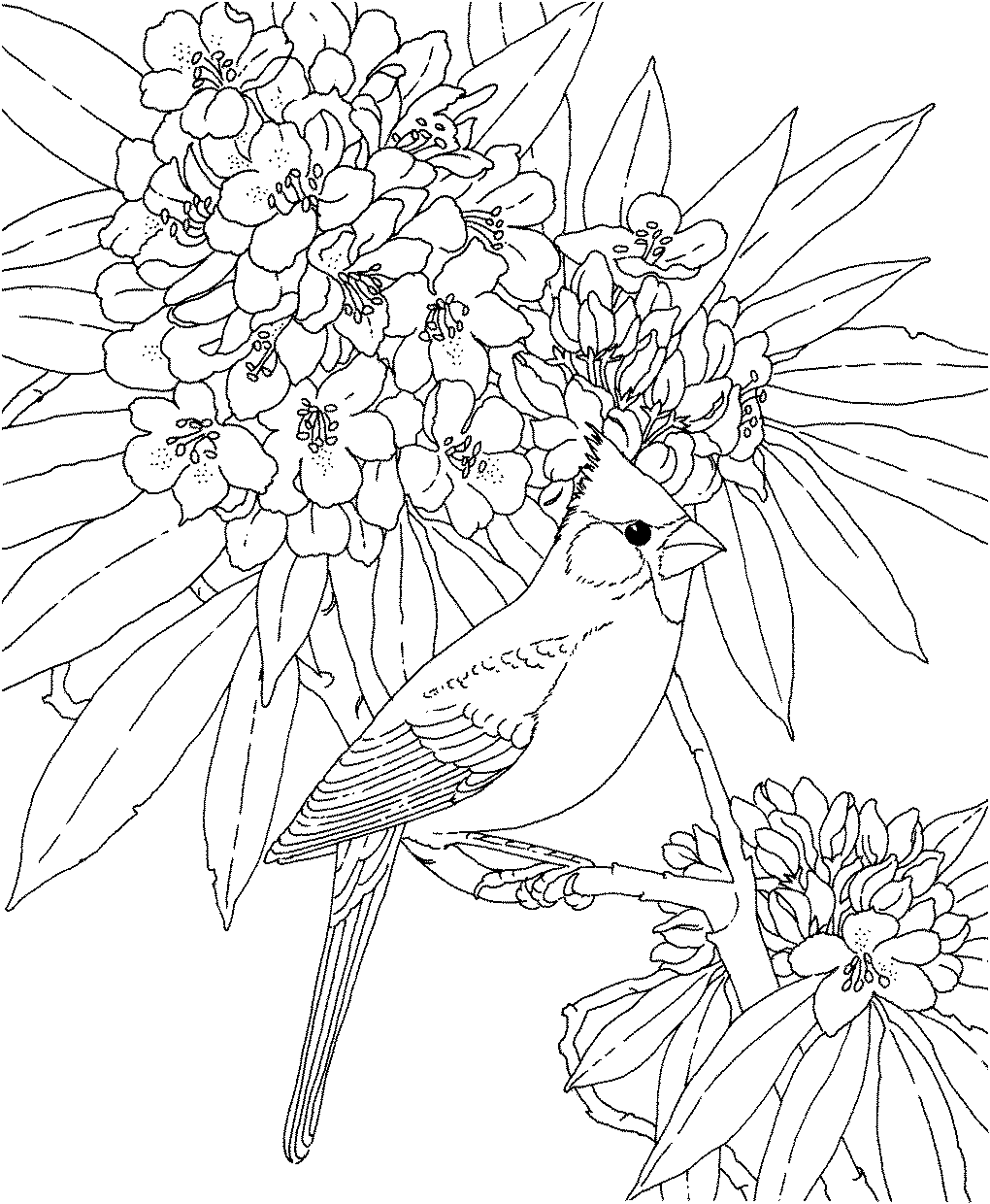 طرح خام گلدوزی پرنده و شاخه پرگل