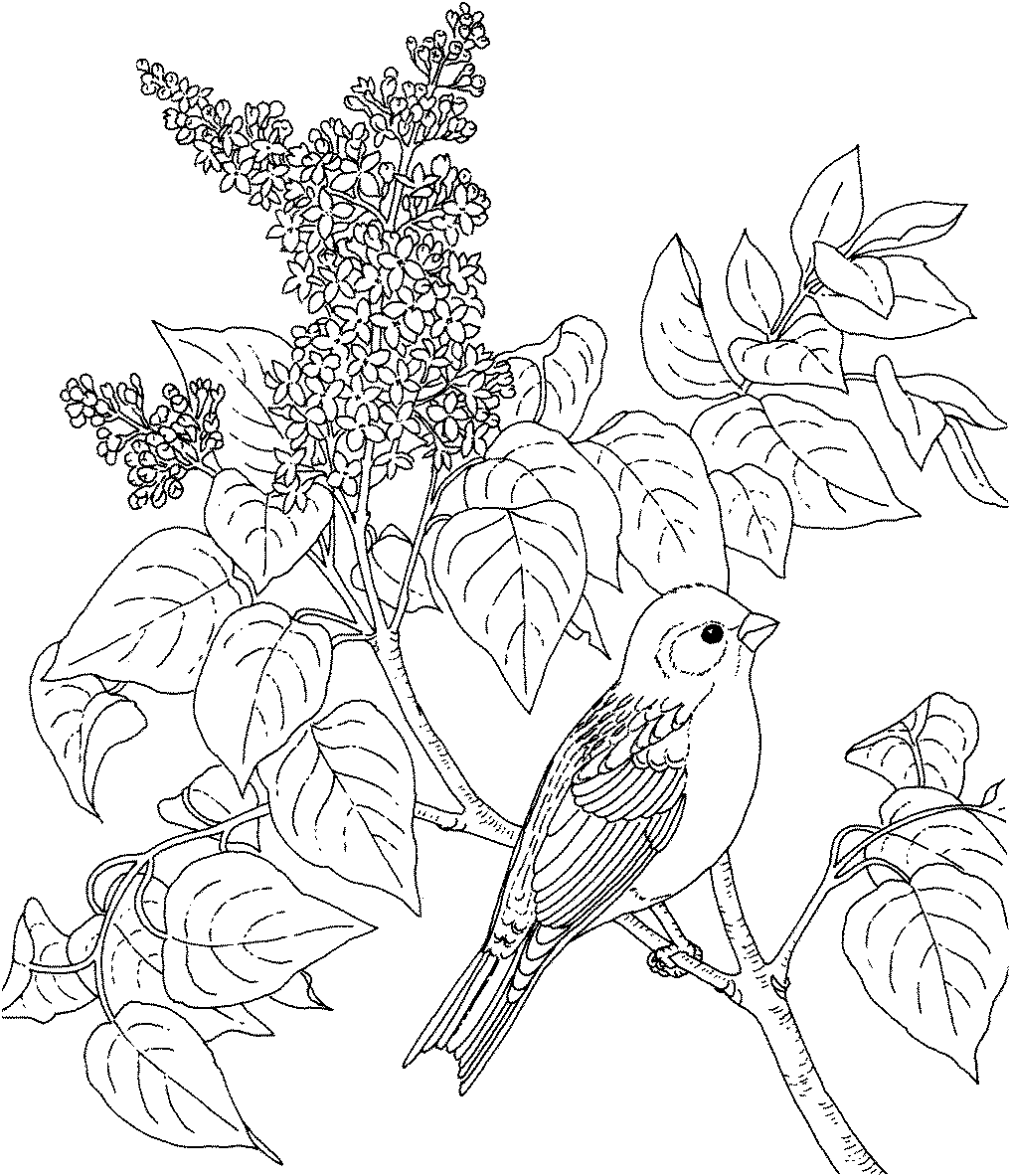 طرح خام گلدوزی پرنده و درخت شکوفه